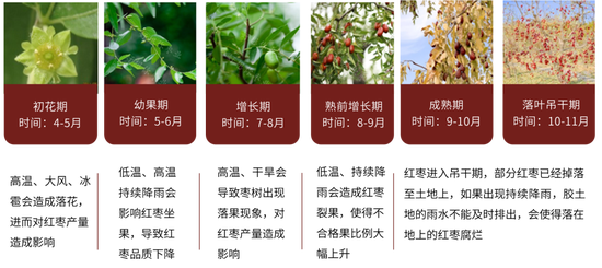 红枣：新季枣质量两级分化 好枣收购价上涨-第6张图片-旅游攻略网